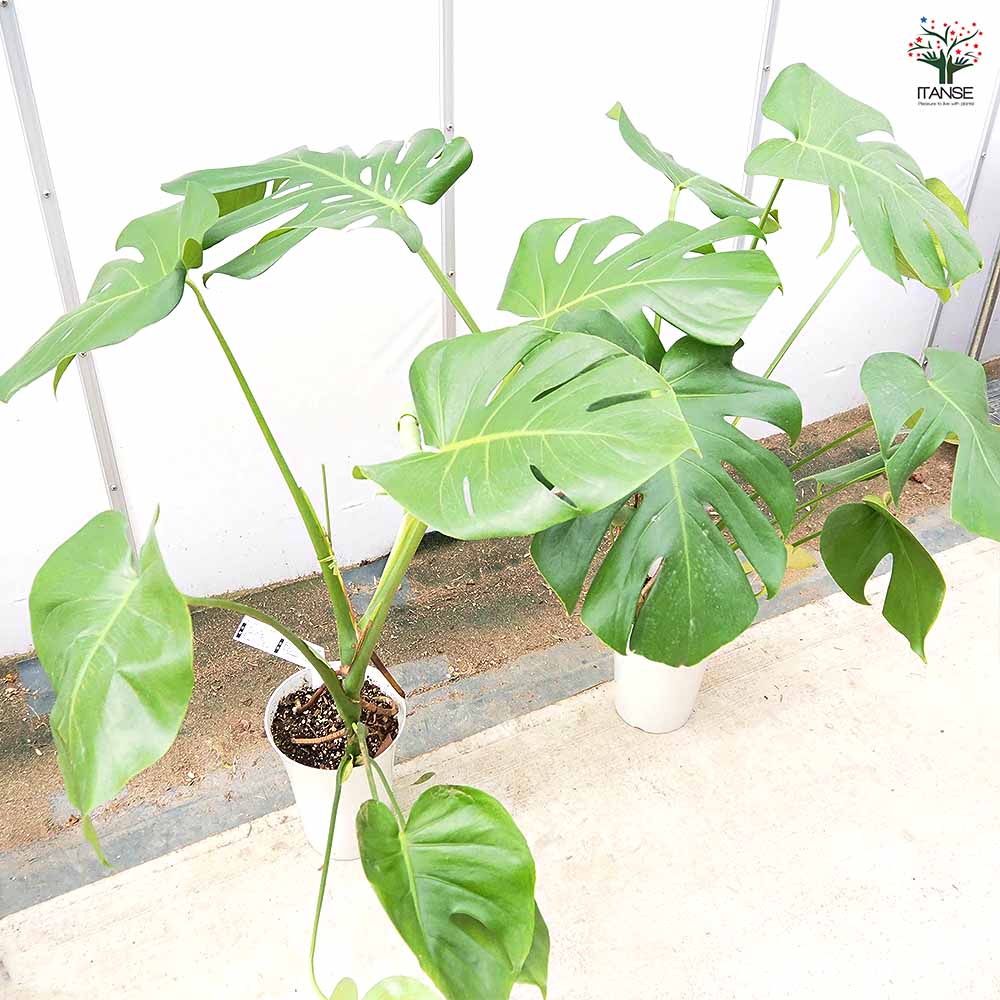 モンステラ デリシオーサ(ホウライショウ) 【観葉植物 6号/1個売り】