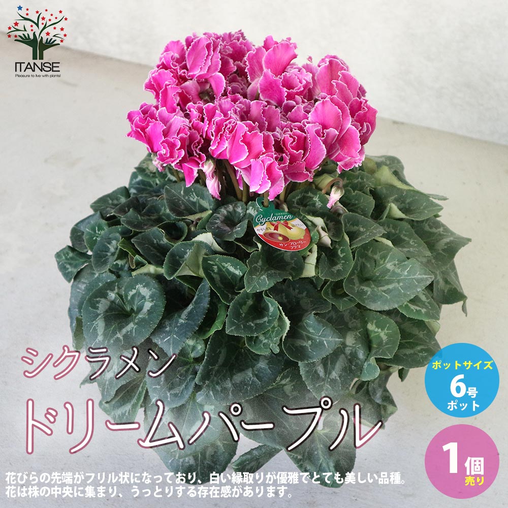 シクラメン ドリームパープル【花苗 6号鉢／1個売り】｜ 【植物の
