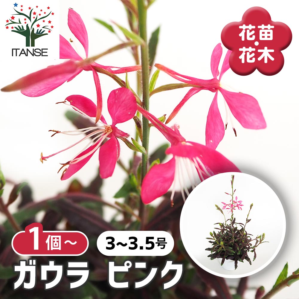 ガウラ ピンク 【花苗 3～3.5号】｜ 【植物のITANSE】全品