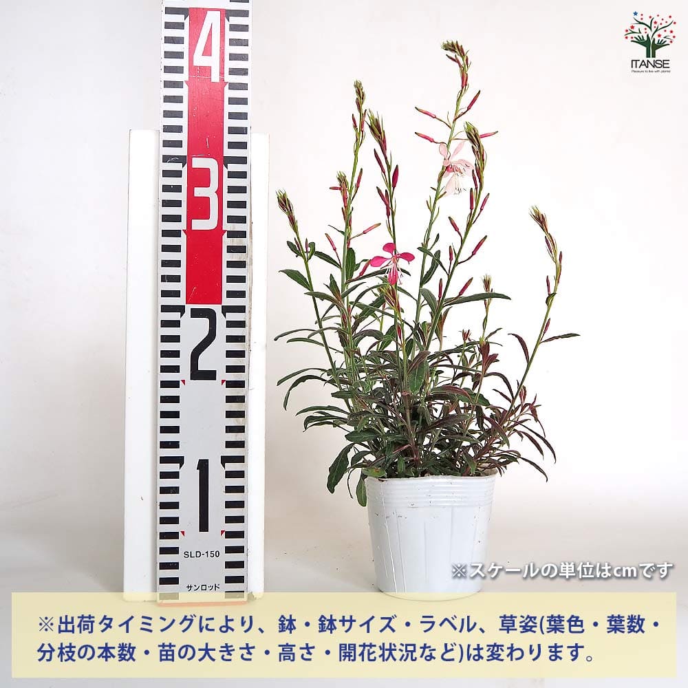 ガウラ ピンク 【花苗 3～3.5号】｜ 【植物のITANSE】全品