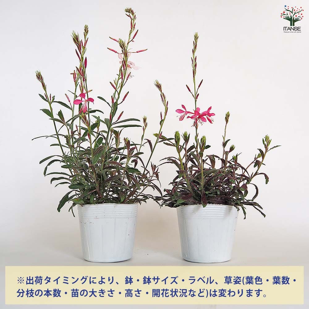 コンロンカピンク　苗 コンロンカ赤 緋衣崑崙花｜EGGSEED