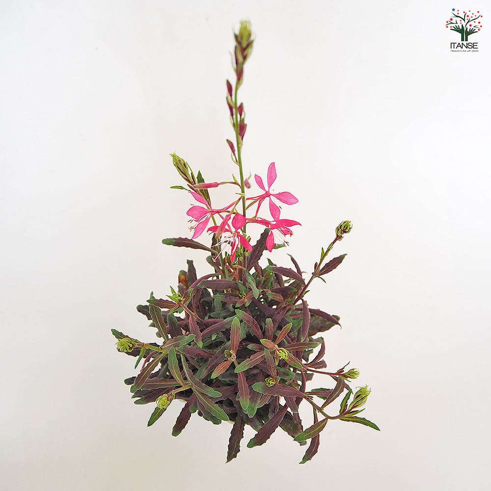 ガウラ ピンク 【花苗 3～3.5号】｜ 【植物のITANSE】全品送料