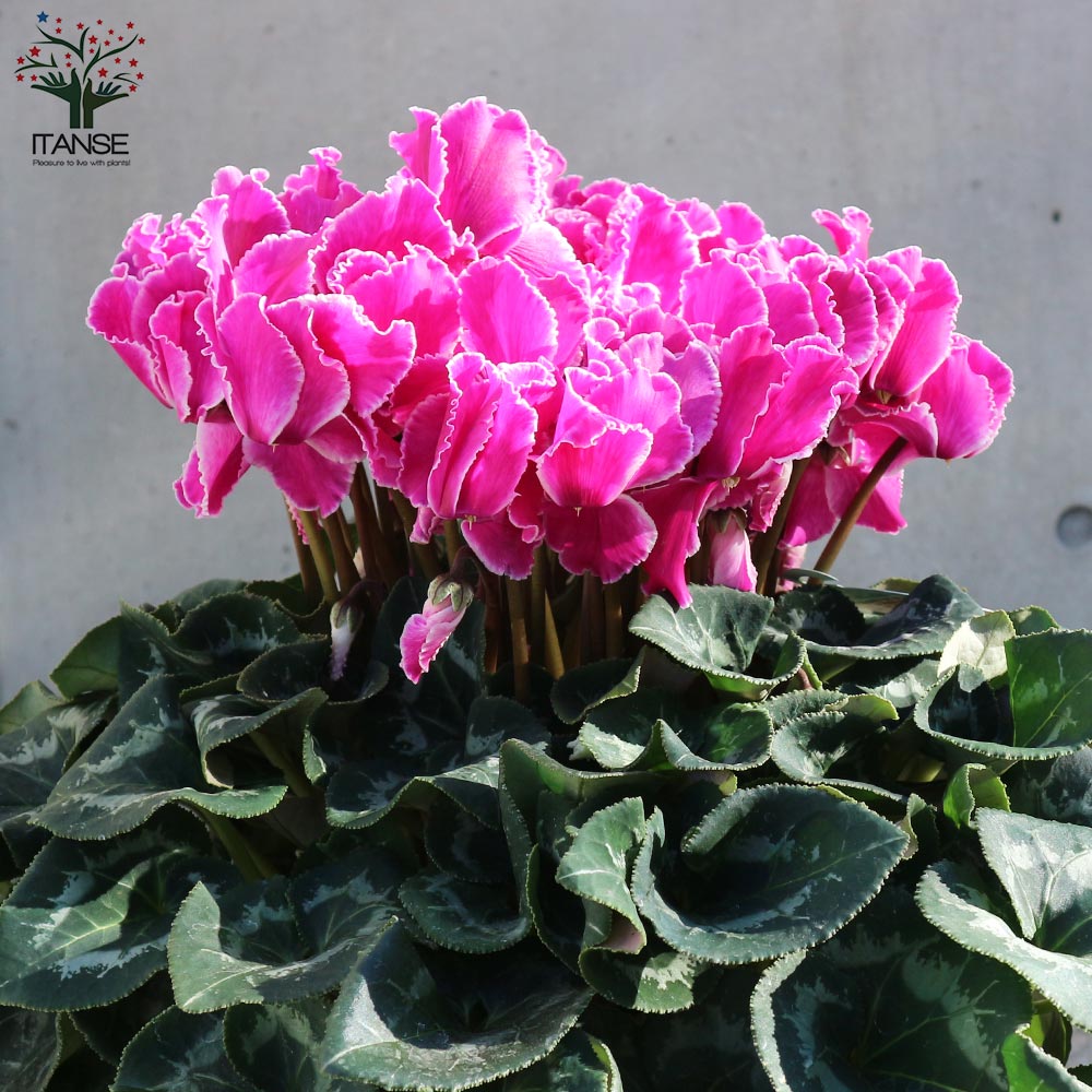 シクラメン ドリームパープル【花苗 6号鉢／1個売り】｜ 【植物の