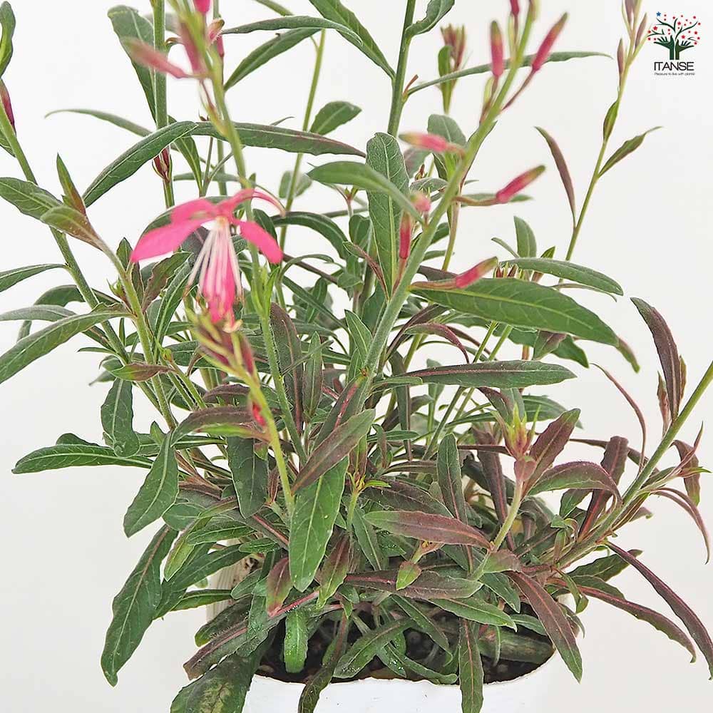 ガウラ ピンク 【花苗 3～3.5号】｜ 【植物のITANSE】全品