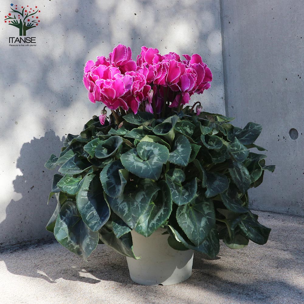 シクラメン ドリームパープル【花苗 6号鉢／1個売り】｜ 【植物の