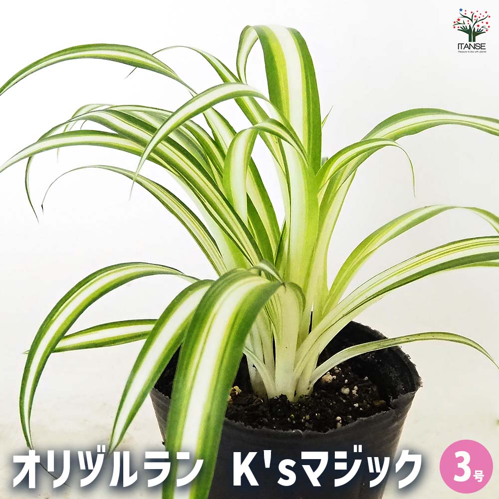オリヅルラン K'sマジック 【観葉植物 3号】｜ 【植物のITANSE