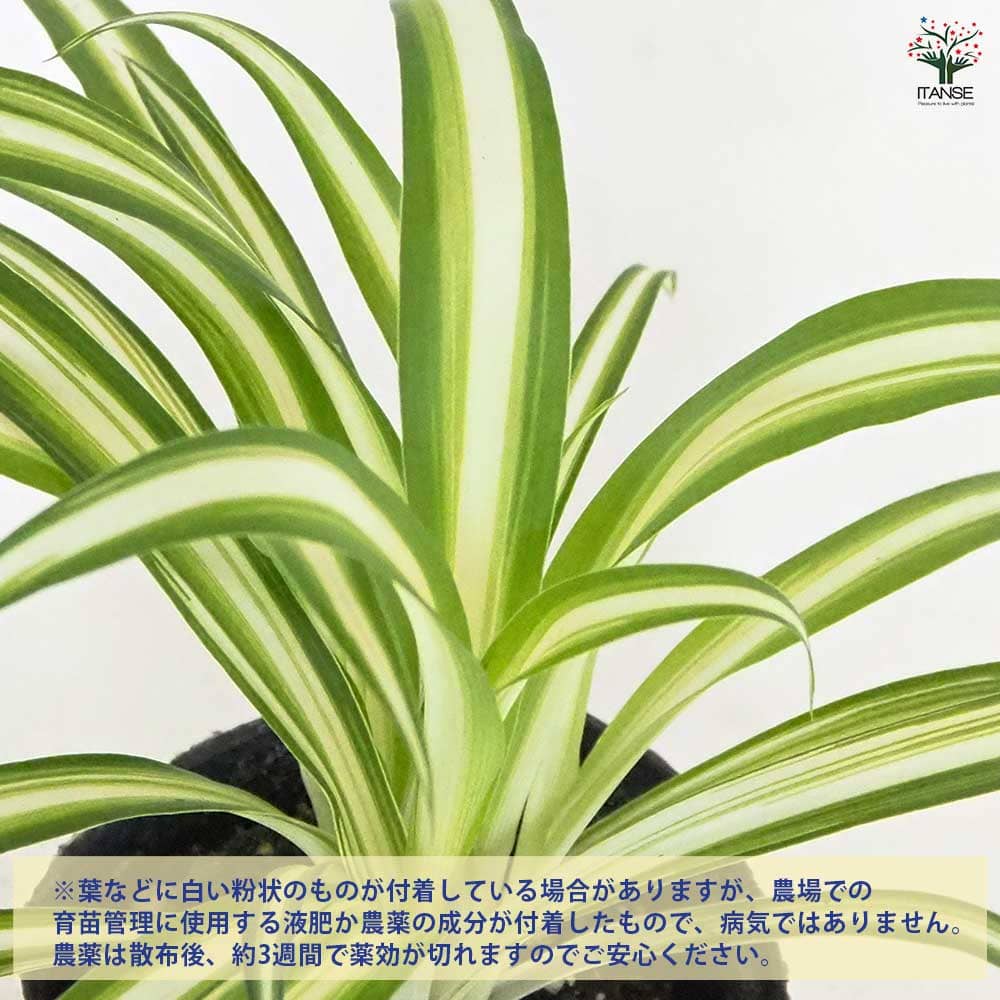 オリヅルラン K'sマジック 【観葉植物 3号】｜ 【植物のITANSE