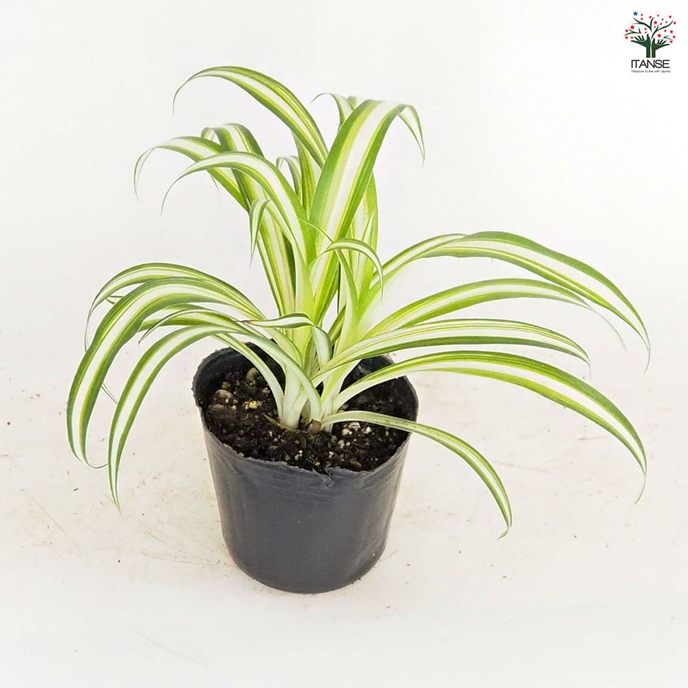 オリヅルラン K'sマジック 【観葉植物 3号】