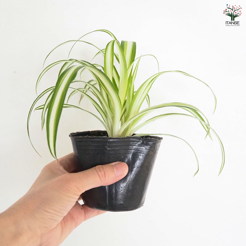 観葉植物　らん 観葉植物と胡蝶蘭セット 寄せ植え(コンシンネ)6号(陶器鉢・受け皿付き