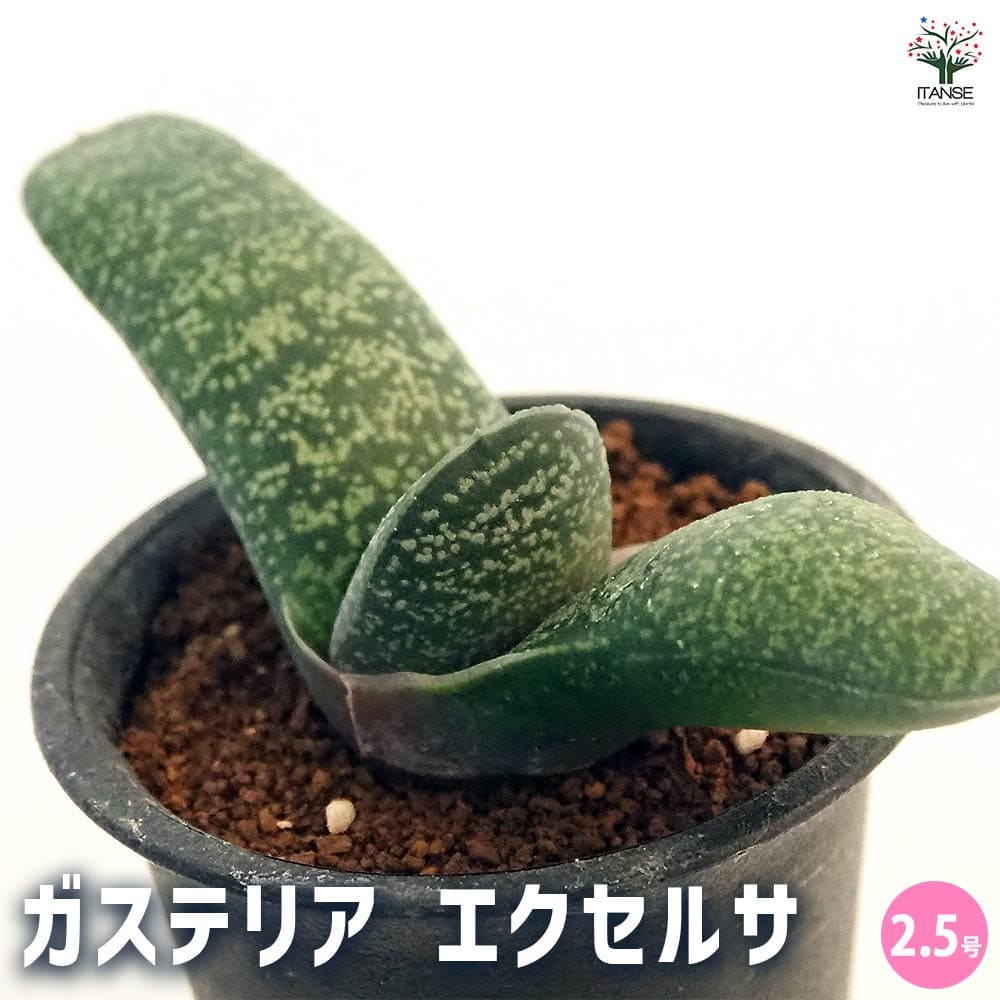 ガステリア エクセルサ 【多肉植物 2.5号／1個売り】｜ 【植物の