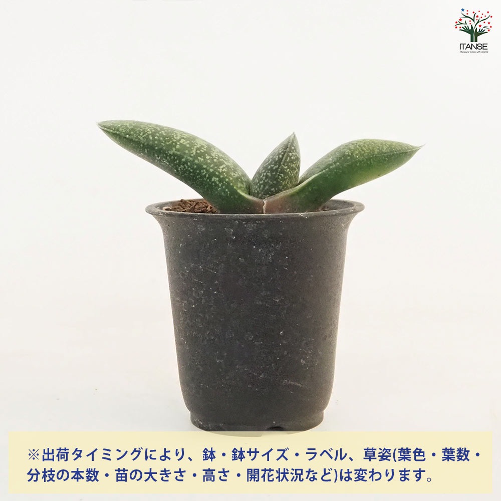 ガステリア エクセルサ 【多肉植物 2.5号／1個売り】｜ 【植物の
