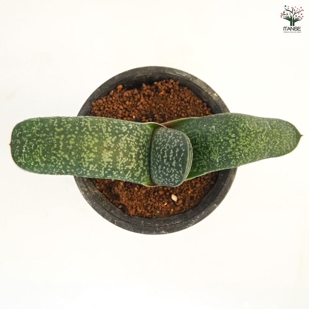 ガステリア エクセルサ 【多肉植物 2.5号／1個売り】｜ 【植物の