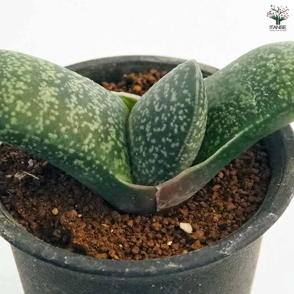 ガステリア エクセルサ 【多肉植物 2.5号／1個売り】｜ 【植物の
