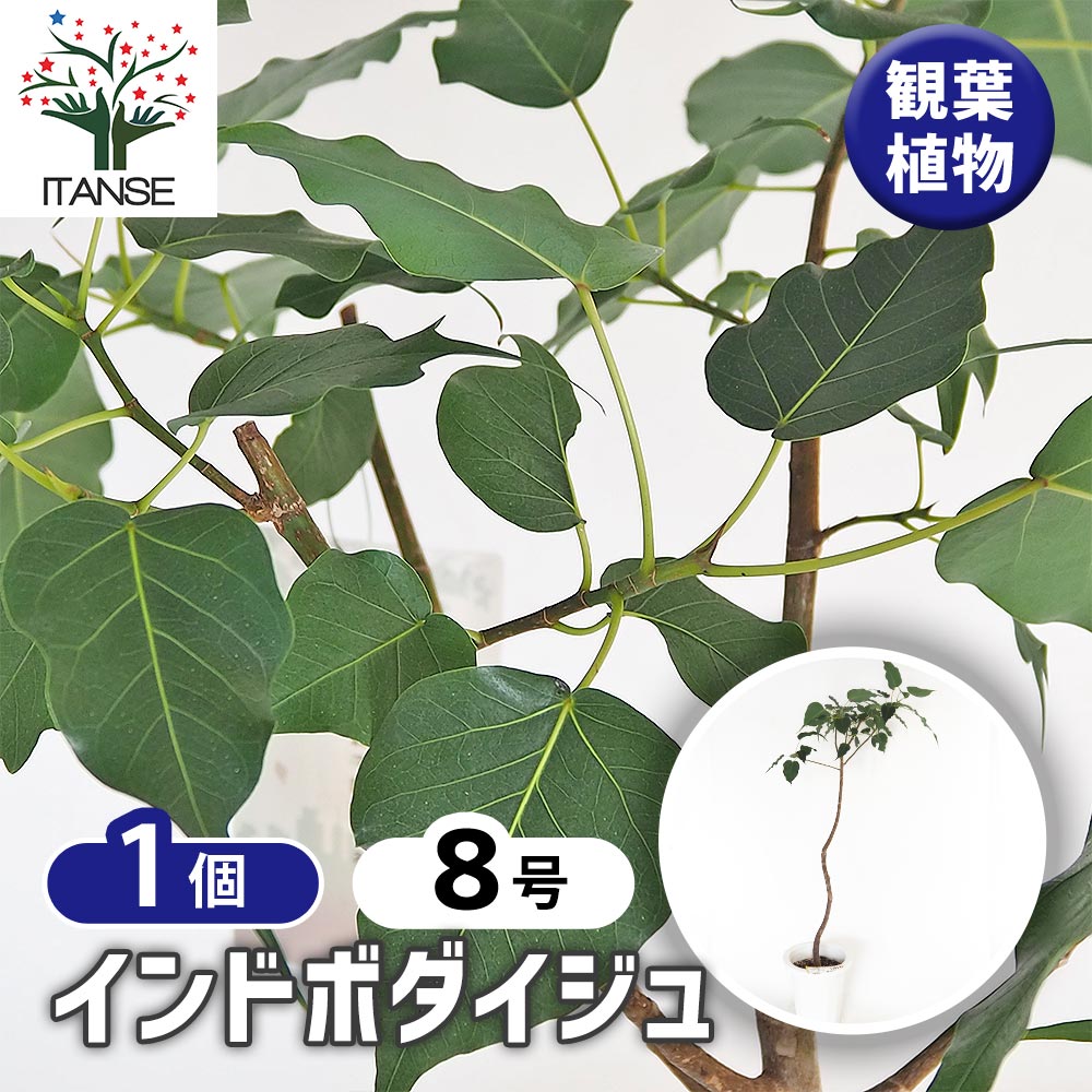 インドボダイジュ 【観葉植物 8号／1個売り】｜ 【植物のITANSE