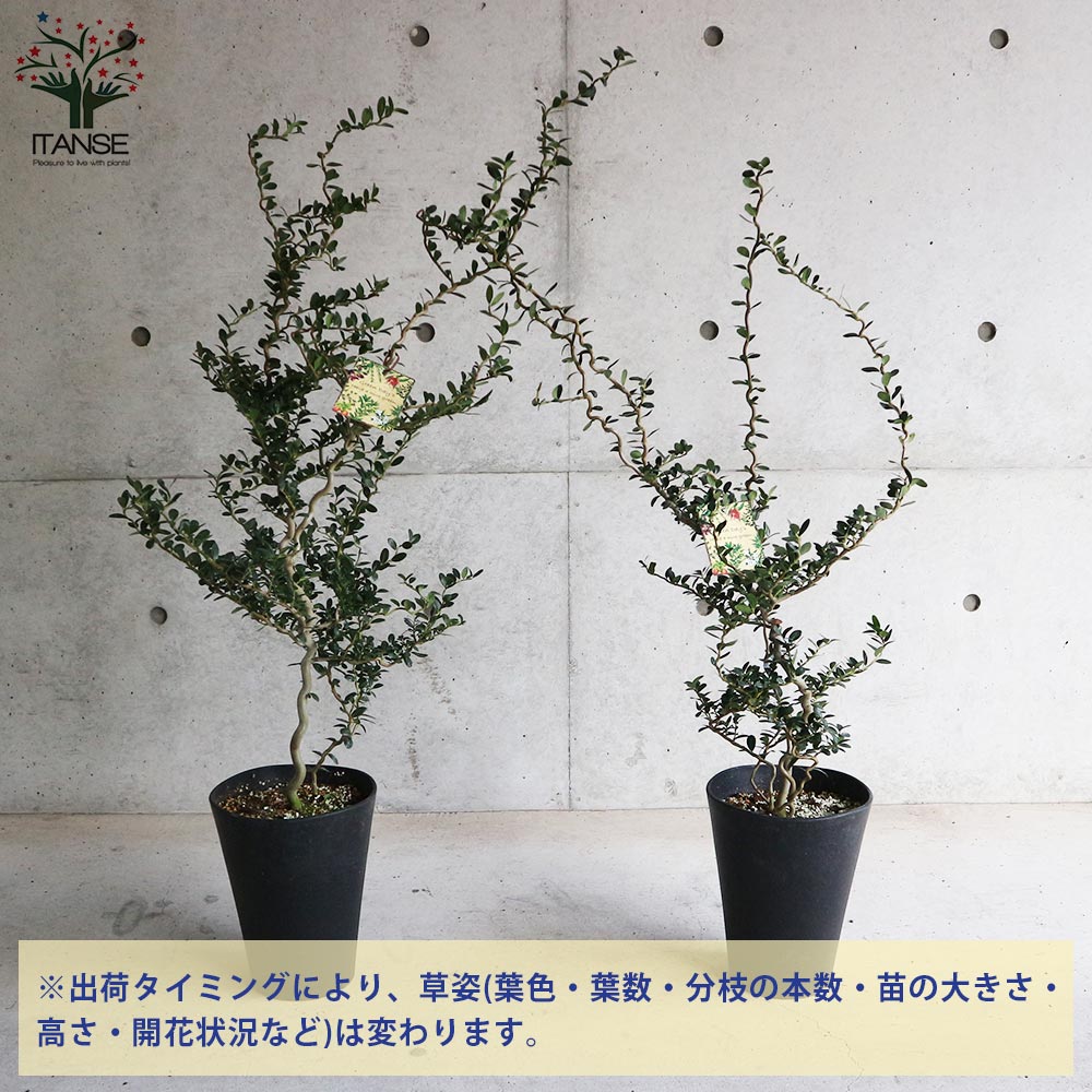 雲竜ツゲ 【庭木 7号鉢大苗 盆栽・観葉植物／1個売り】｜ 【植物の