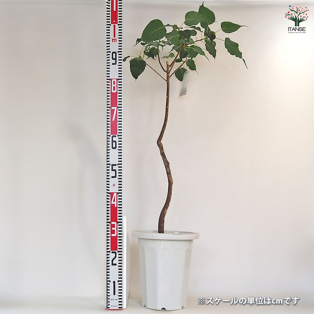インドボダイジュ 【観葉植物 8号／1個売り】｜ 【植物のITANSE