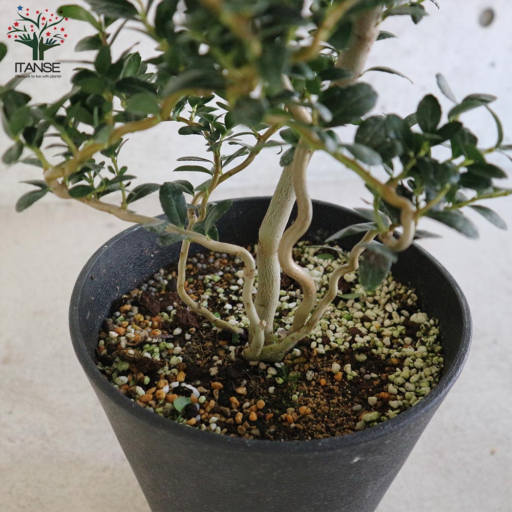 雲竜ツゲ 【庭木 7号鉢大苗 盆栽・観葉植物／1個売り】｜ 【植物の