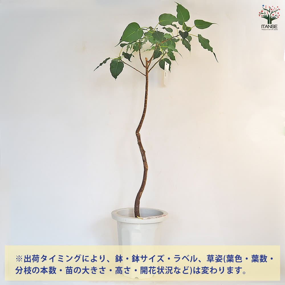 インドボダイジュ（インド菩提樹）7号鉢 配送無料 インドボダイジュ