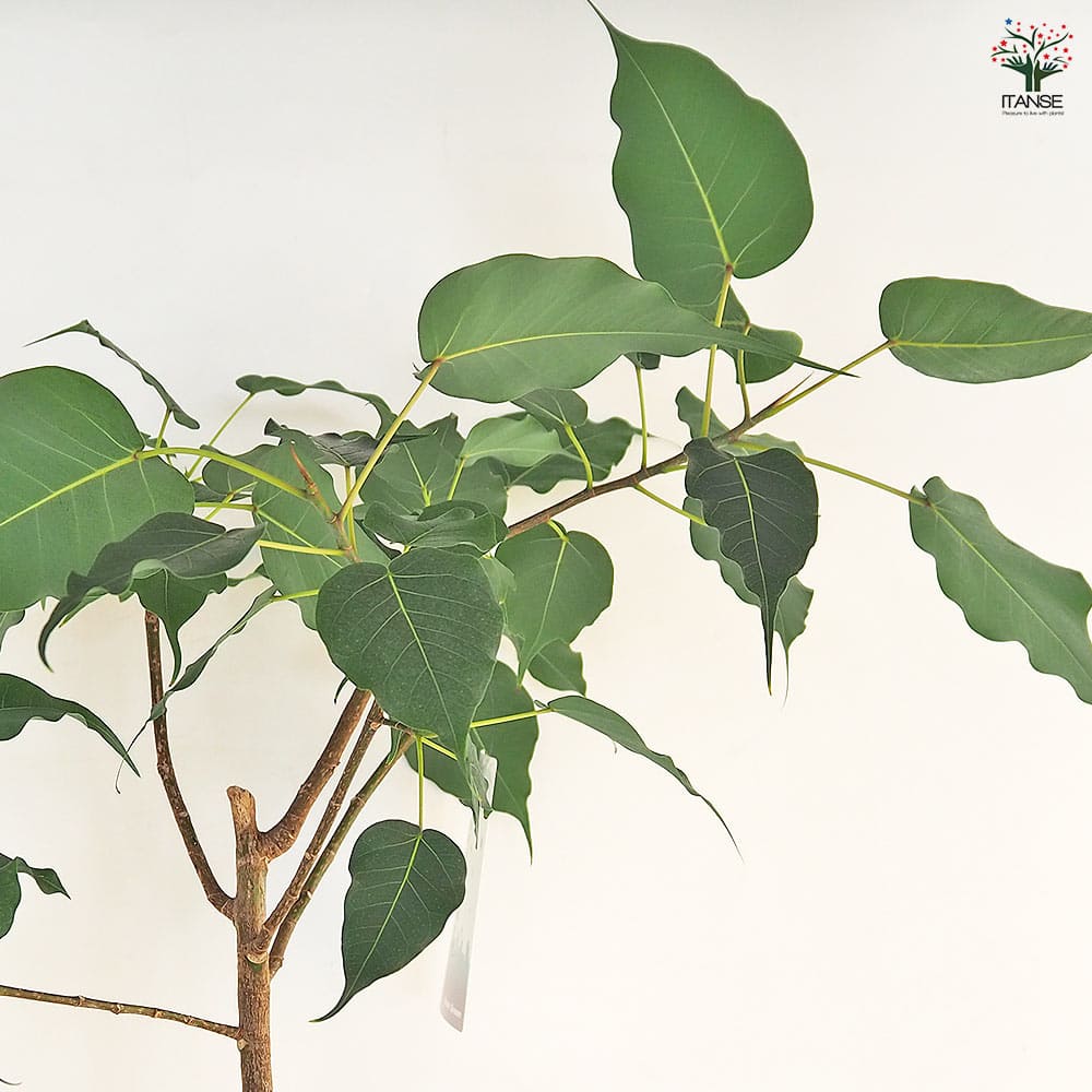 インドボダイジュ　5【現品】観葉植物　室内　6号 インドボダイジュ 5【現品】観葉植物 室内 6号 - メルカリ