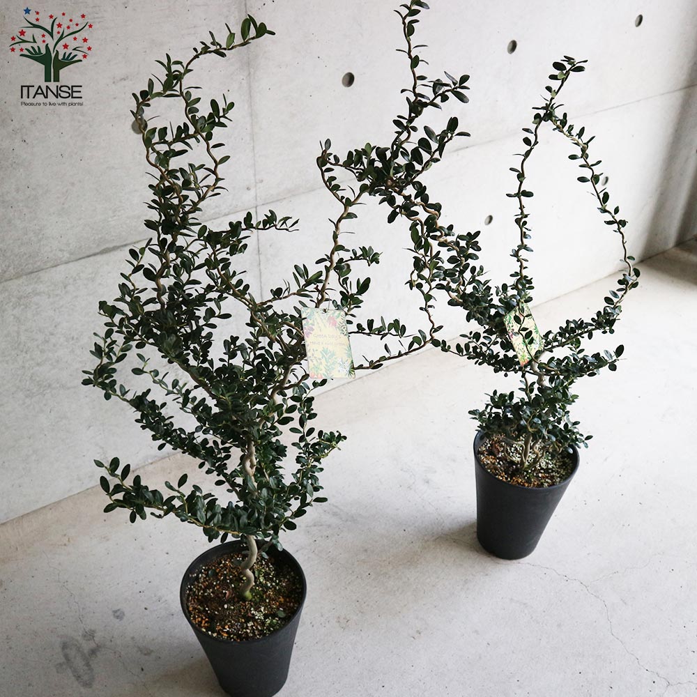 雲竜ツゲ 【庭木 7号鉢大苗 盆栽・観葉植物／1個売り】｜ 【植物の