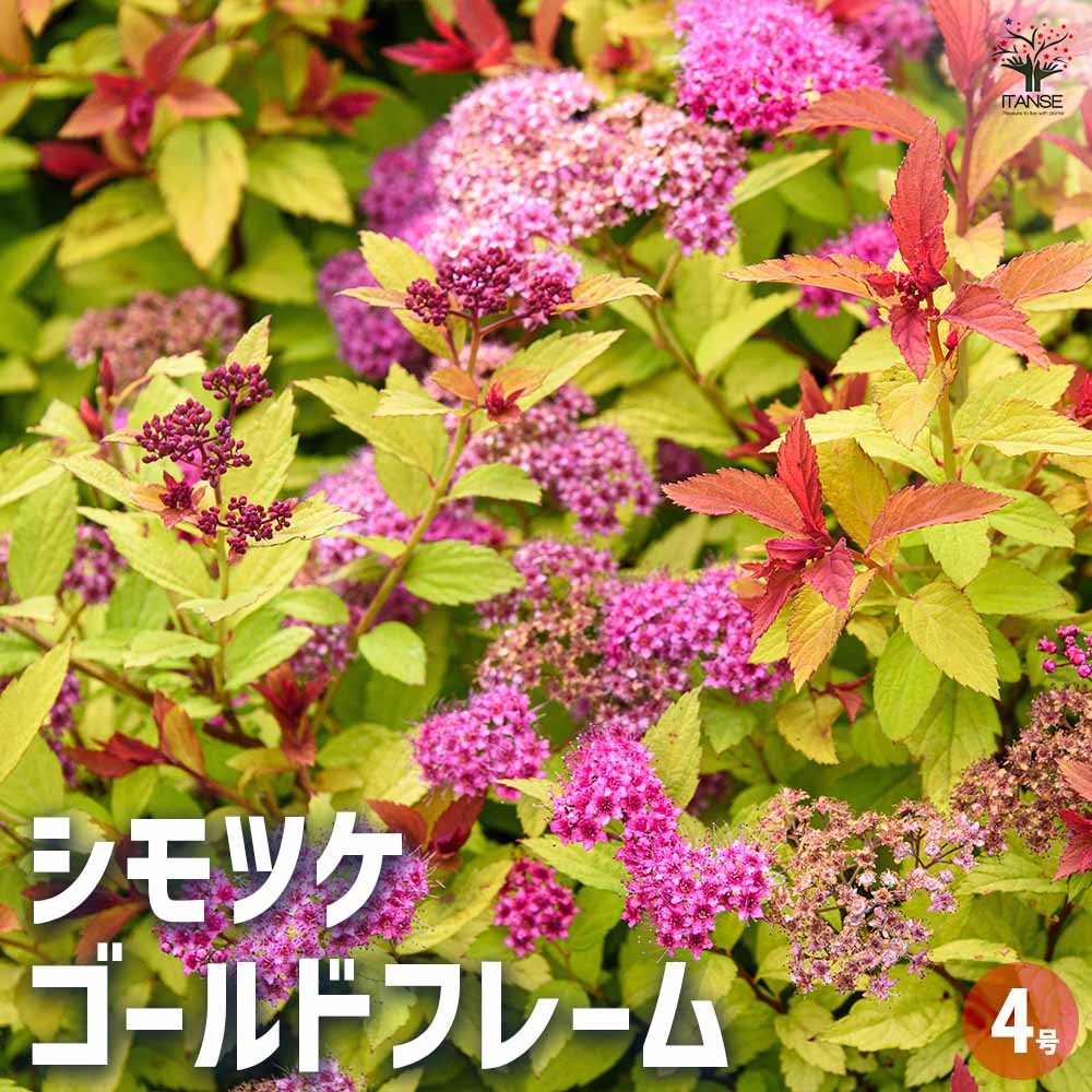 シモツケ ゴールドフレーム 【花木苗 4号】｜ 【植物のITANSE