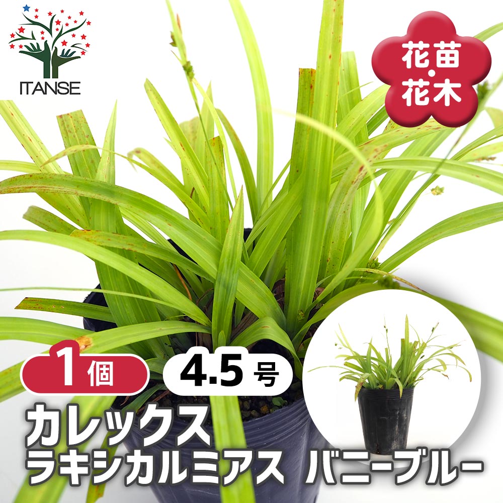 シルバー系カレックス バニーブルー苗250円〜ご依頼品 カレックス ラキシカルミアス バニーブルー 【花苗 4.5号／1個売り