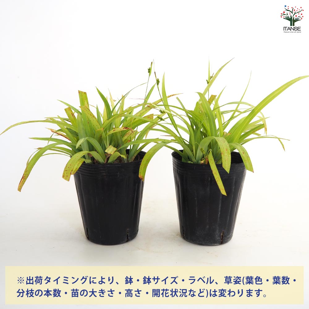 カレックス ラキシカルミアス バニーブルー 【花苗 4.5号／1個売り