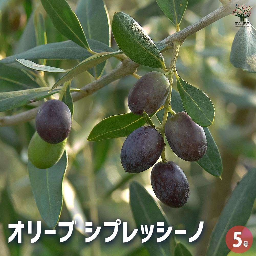 ☆OLIVE☆　オリーブ　シプレッシーノ　幹太仕立て　5号　信楽焼き鉢植え込み ☆OLIVE☆ オリーブ シプレッシーノ 幹太仕立て 5号 信楽焼き