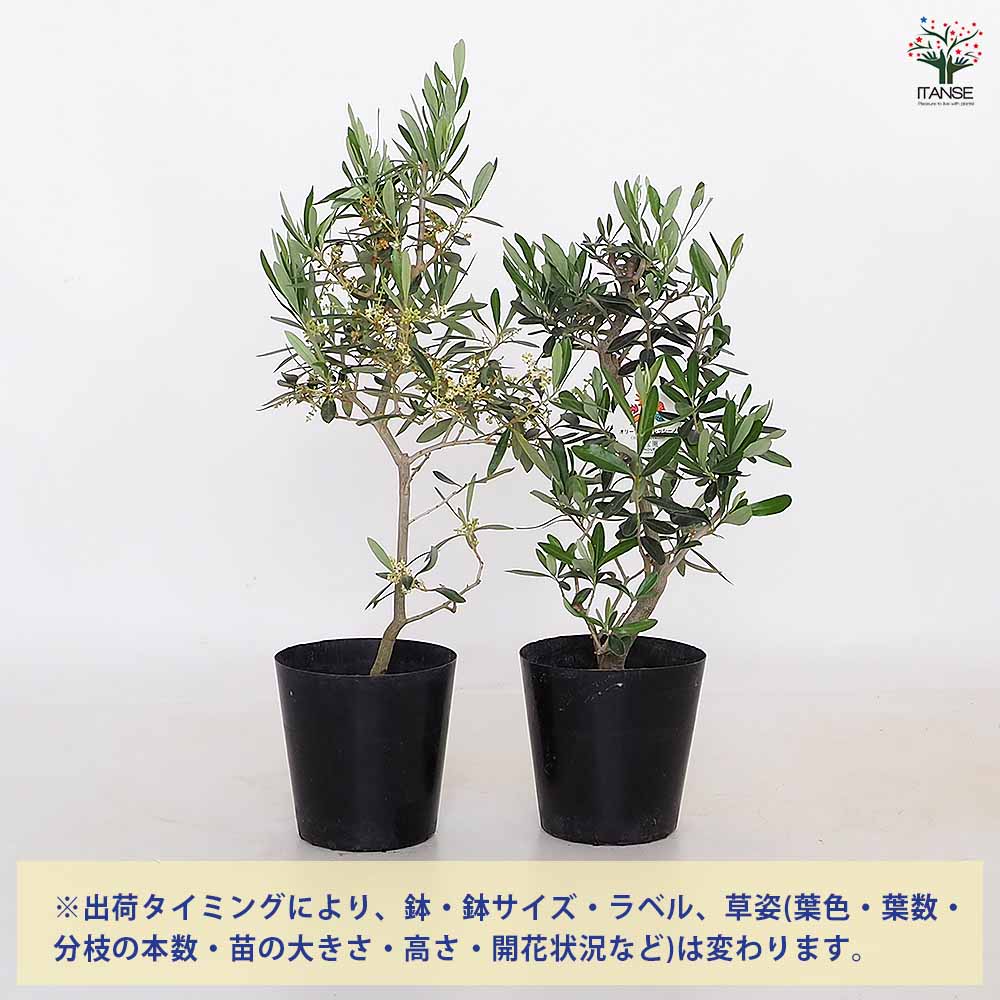 オリーブ シプレッシーノ 【果樹の苗木 5号／1個売り】｜ 【植物