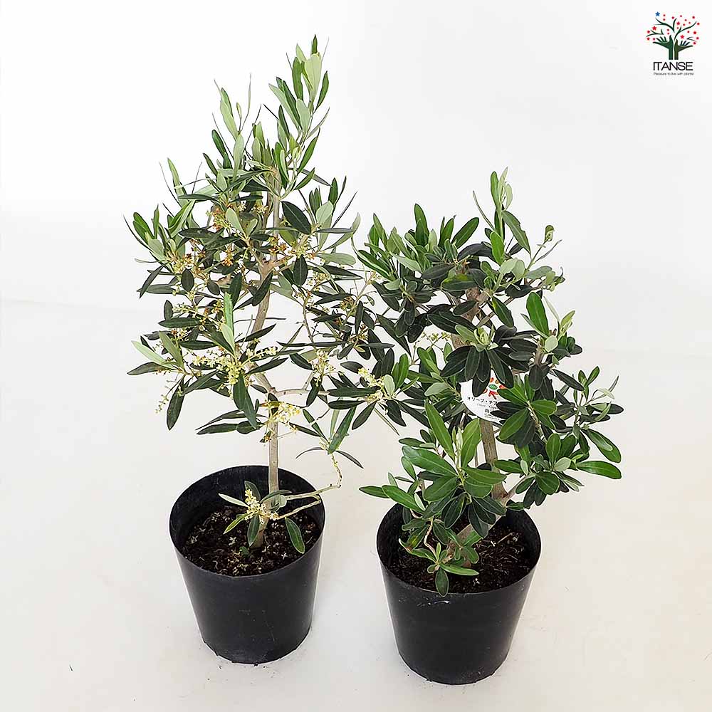 オリーブ シプレッシーノ 【果樹の苗木 5号／1個売り】