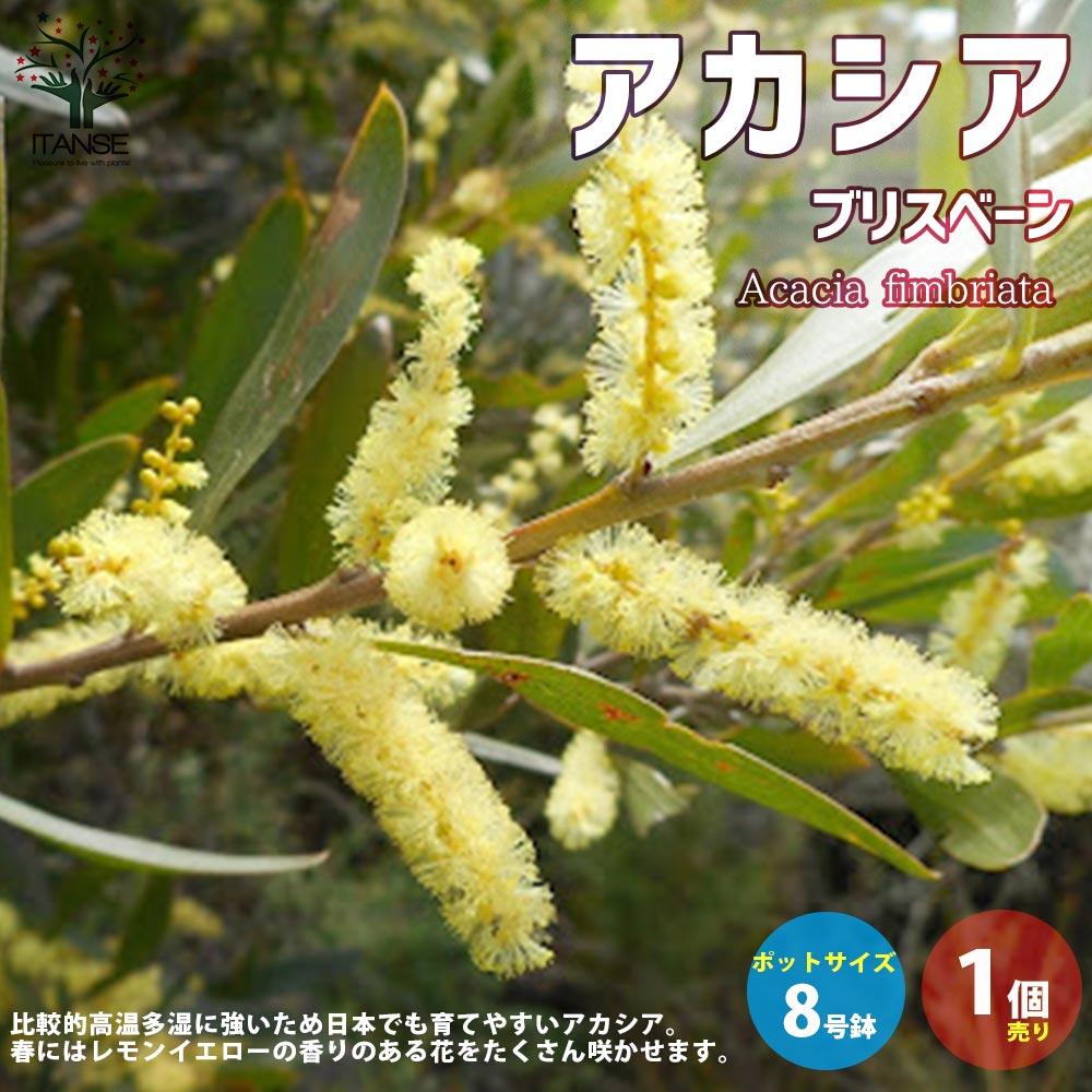アカシア・ブリスベーン【庭木 8号スリット鉢大苗／1個売り】