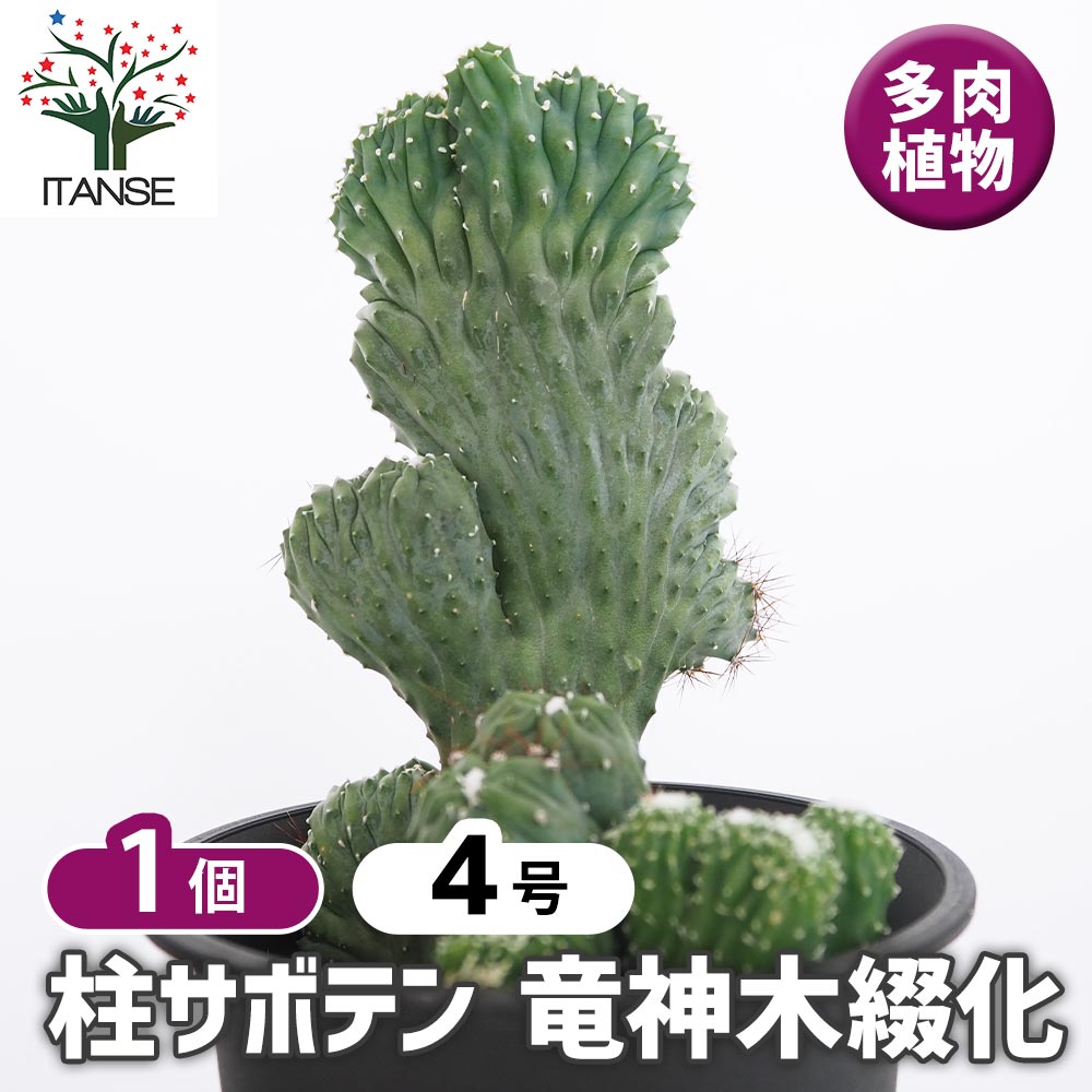 柱サボテン 竜神木綴化 【多肉植物 4号／1個売り】｜ 【植物の