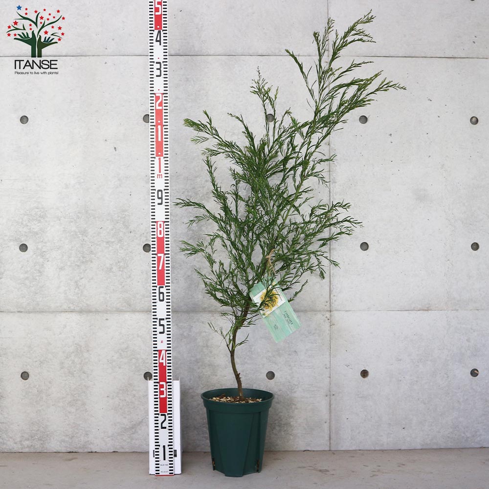 アカシア・ブリスベーン【庭木 8号スリット鉢大苗／1個売り】