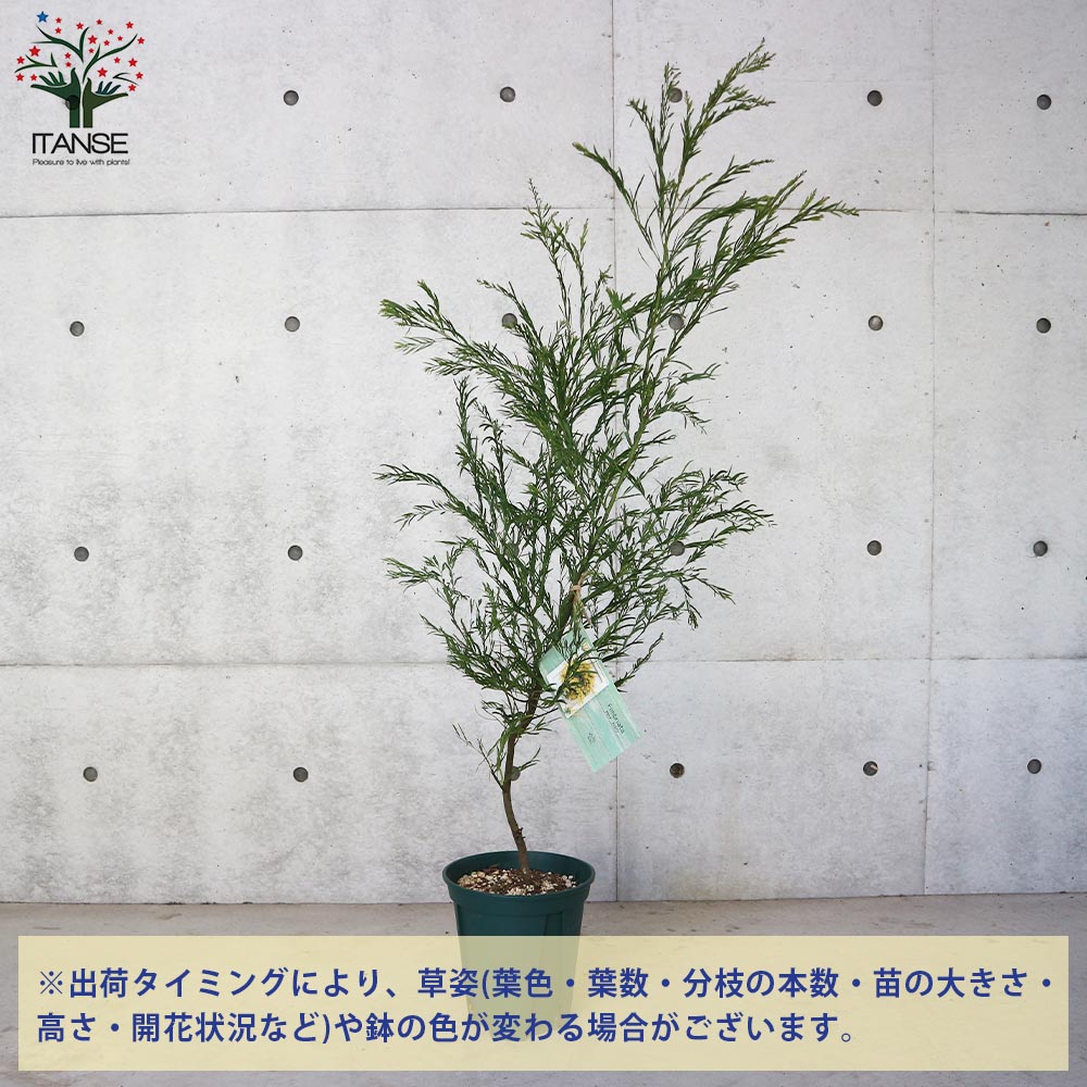 アカシア・ブリスベーン【庭木 8号スリット鉢大苗／1個売り】