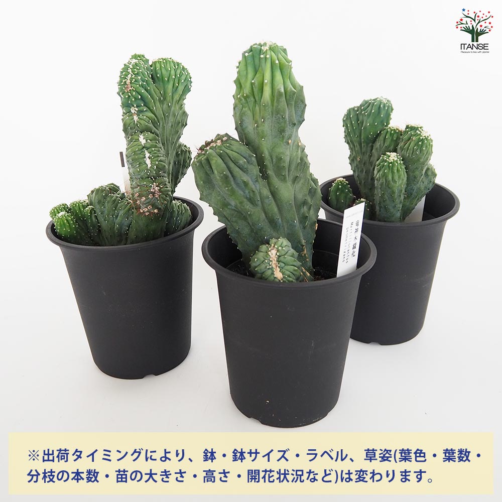 柱サボテン 竜神木綴化 【多肉植物 4号／1個売り】｜ 【植物の