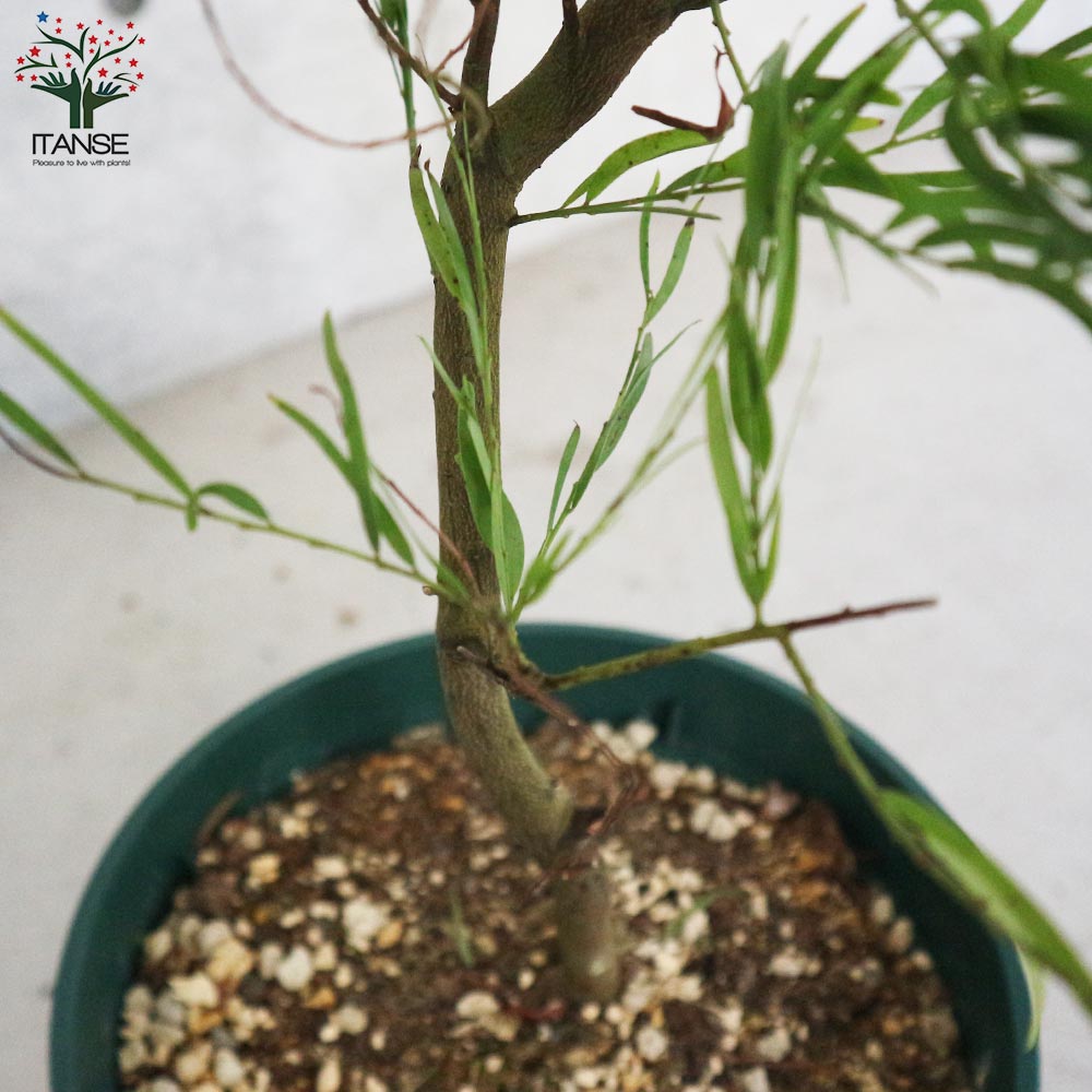 アカシア・ブリスベーン【庭木 8号スリット鉢大苗／1個売り】