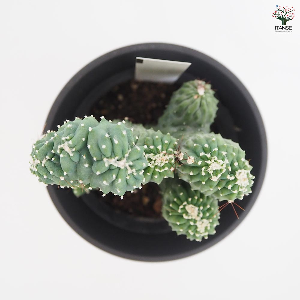 柱サボテン 竜神木綴化 【多肉植物 4号／1個売り】｜ 【植物の