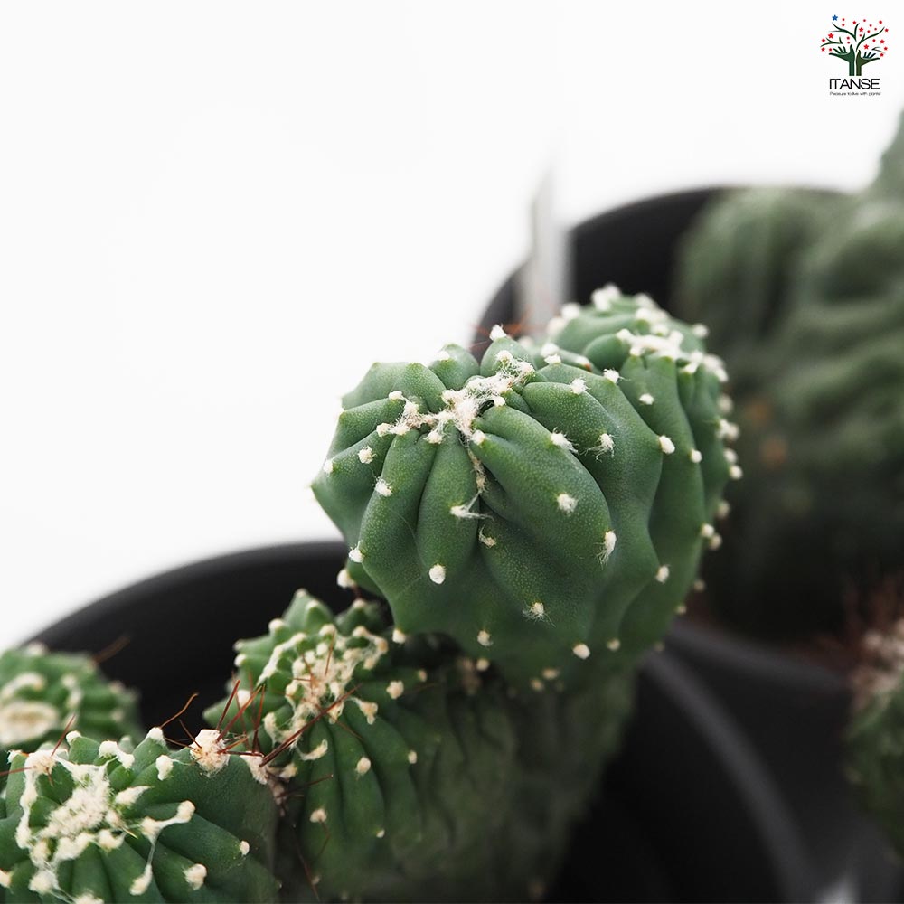 柱サボテン 竜神木綴化 【多肉植物 4号／1個売り】｜ 【植物の