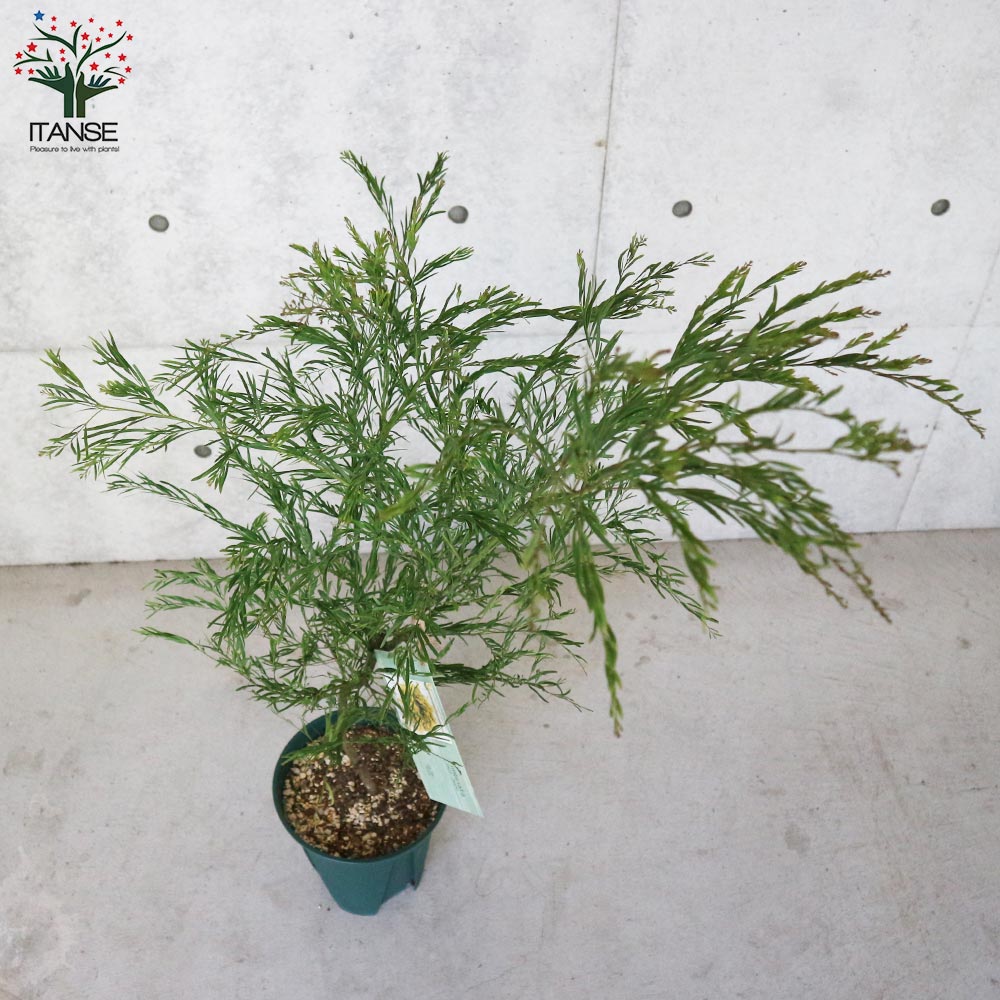 アカシア・ブリスベーン【庭木 8号スリット鉢大苗／1個売り】