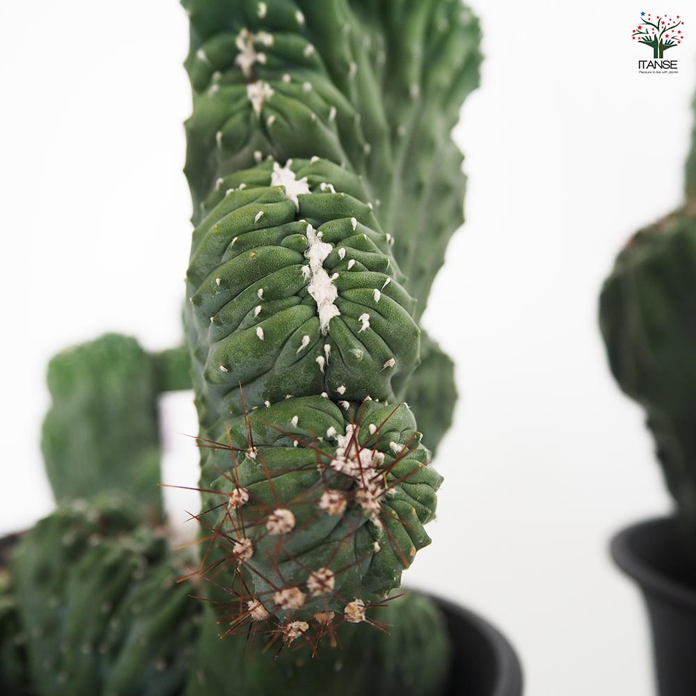 柱サボテン 竜神木綴化 【多肉植物 4号／1個売り】｜ 【植物の