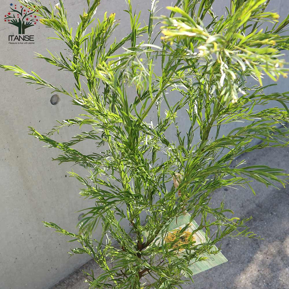 アカシア・ブリスベーン【庭木 8号スリット鉢大苗／1個売り】