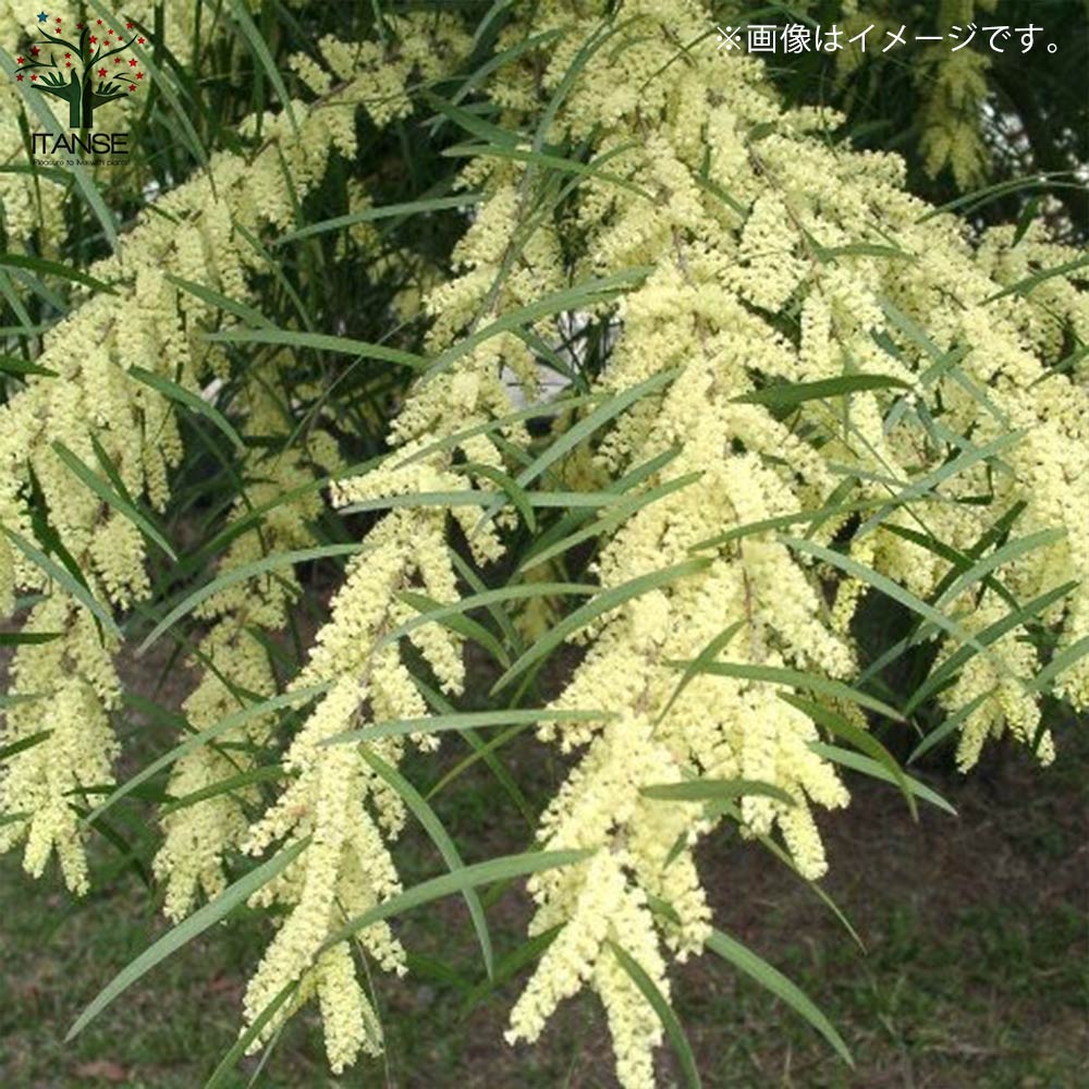 アカシア・ブリスベーン【庭木 8号スリット鉢大苗／1個売り】