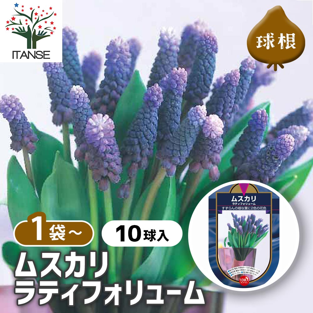 6月発送ご希望 ムスカリ球根 71f0k+sf61L._AC_UF350,