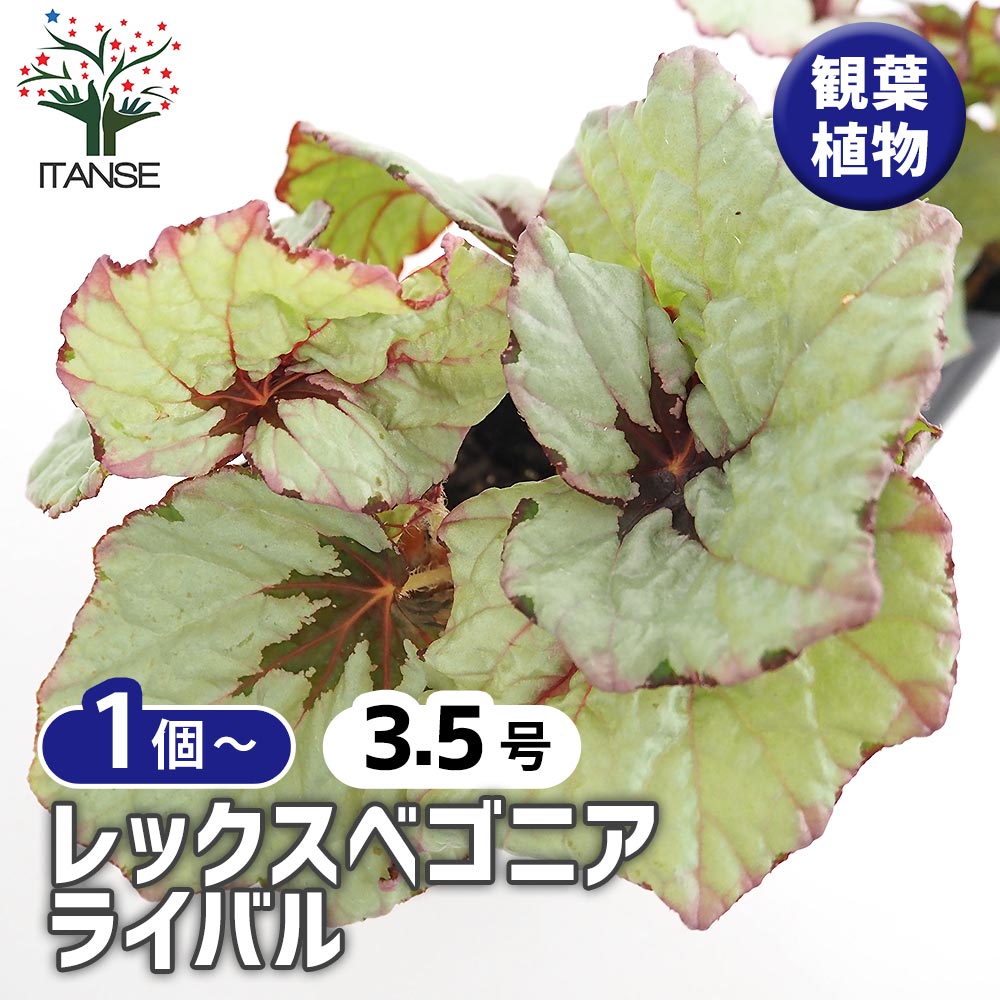 レックスベゴニア ライバル 【観葉植物 3.5号】｜ 【植物の