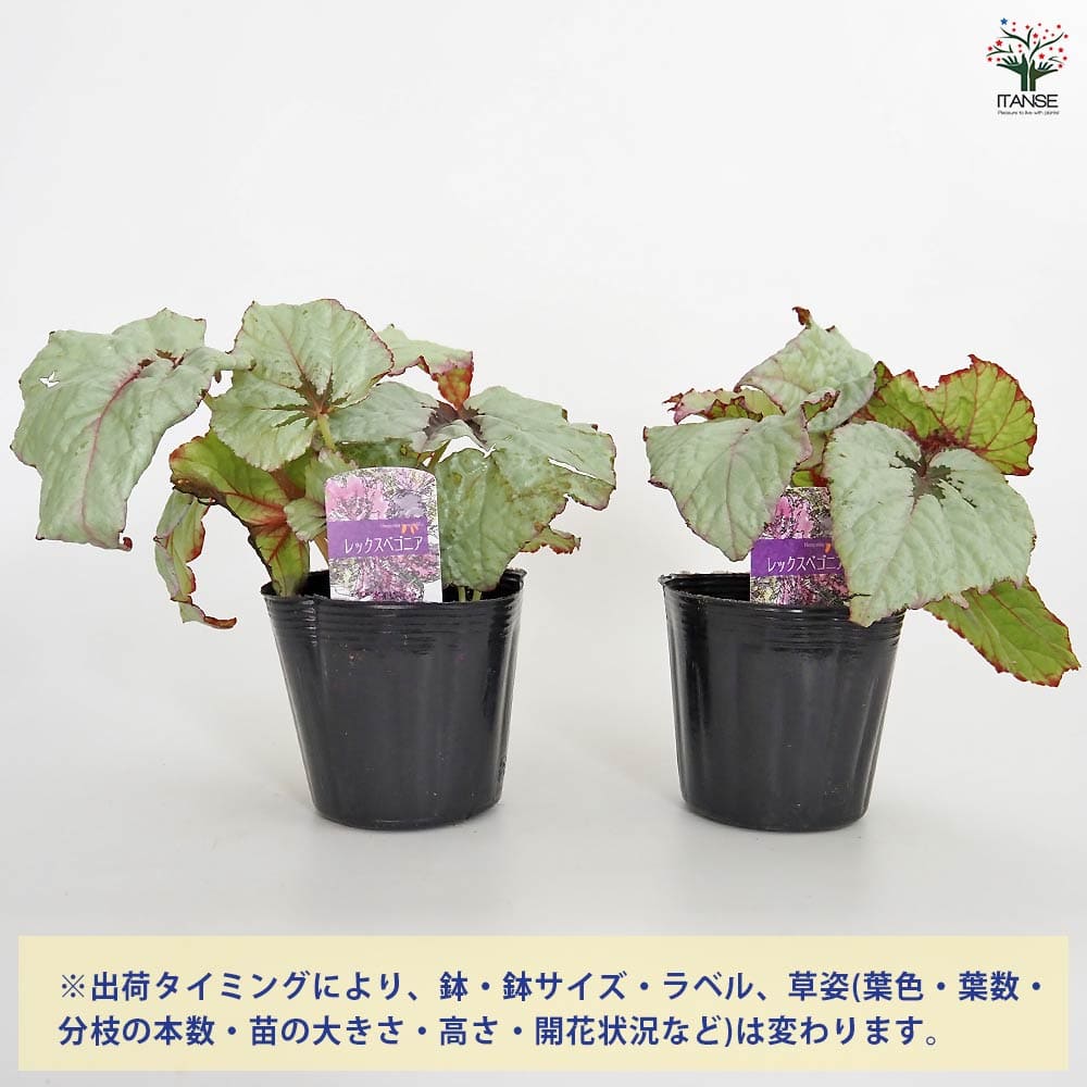 レックスベゴニア ライバル 【観葉植物 3.5号】｜ 【植物の