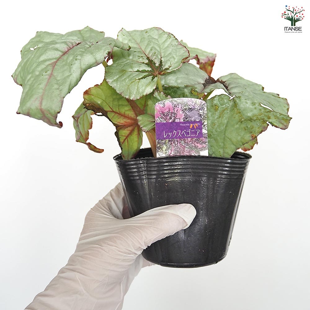 レックスベゴニア ライバル 【観葉植物 3.5号】｜ 【植物の
