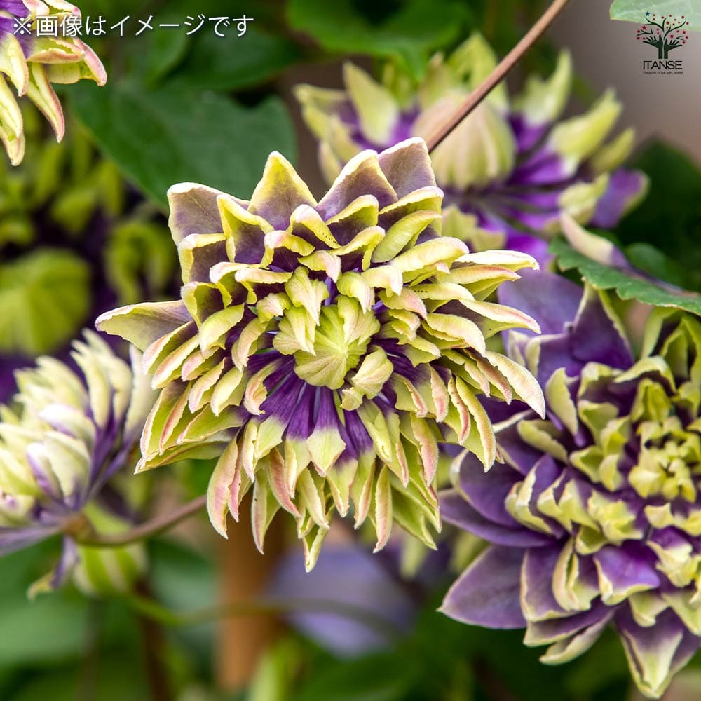 クレマチス 大河 【花苗 3.5号】｜ 【植物のITANSE】全品送料