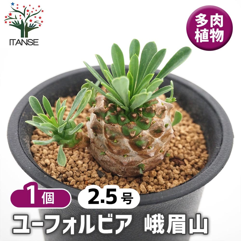 ユーフォルビア 峨眉山 【多肉植物 2.5号／1個売り】｜ 【植物の