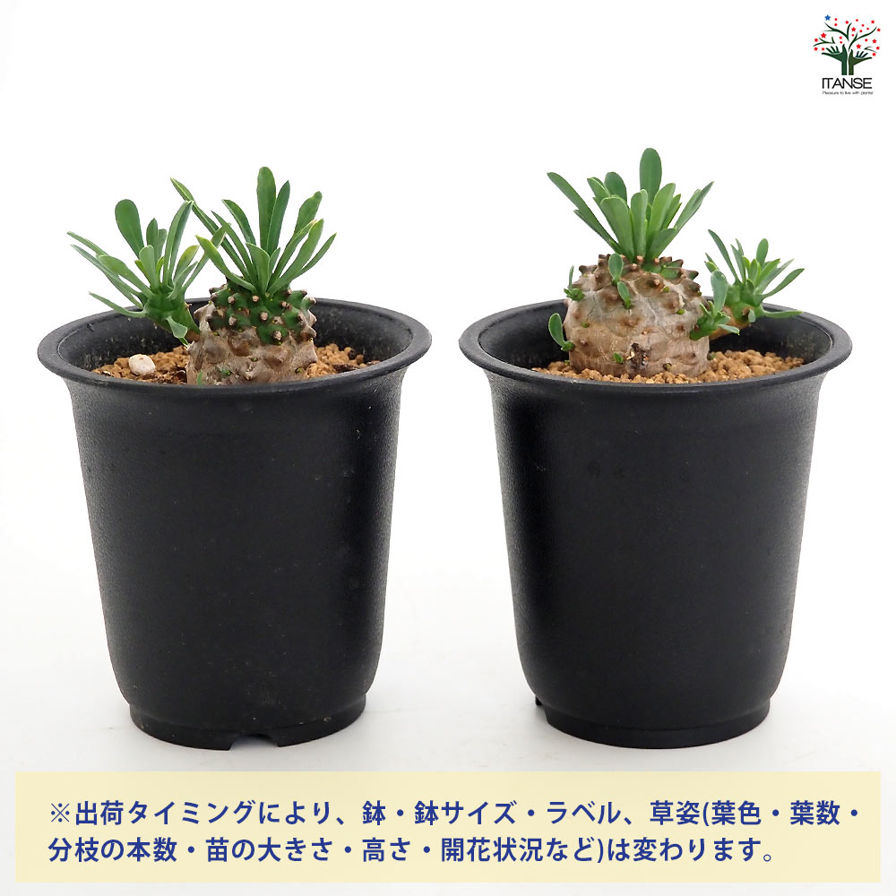 ユーフォルビア 峨眉山 【多肉植物 2.5号／1個売り】｜ 【植物の