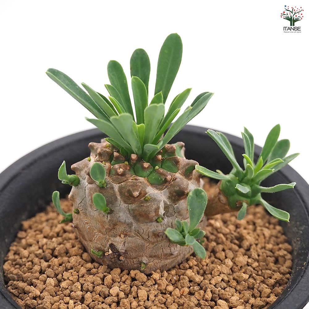 ユーフォルビア 峨眉山 【多肉植物 2.5号／1個売り】｜ 【植物の